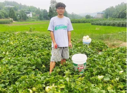 蔬菜種子種植戶客戶點(diǎn)評-甜瓜新品上市，每個賣9元，很暢銷！