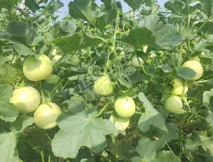 蔬菜種子種植戶客戶點(diǎn)評-種植這個新品種，我感到非常滿意！