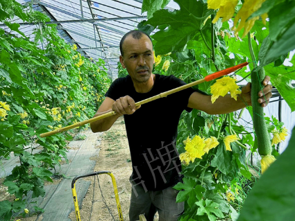 蔬菜種子種植戶客戶點(diǎn)評-這種絲瓜在法國，批發(fā)都是30元/kg