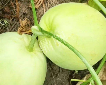 蔬菜種子種植戶客戶點(diǎn)評-我終于找到滿意的甜瓜品種了！